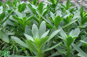 救心菜可以泡茶喝嗎？救心菜能泡水喝嗎？