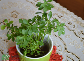救心菜可以泡茶喝嗎？救心菜能泡水喝嗎？