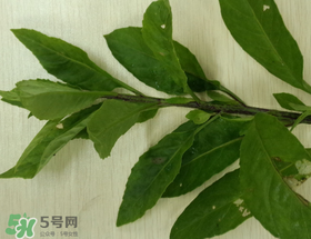 救心菜可以泡茶喝嗎？救心菜能泡水喝嗎？