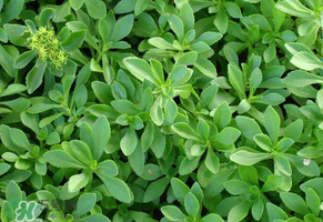 救心菜是三七嗎？救心菜和三七區(qū)別