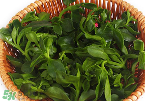 養(yǎng)心菜和救心菜一樣嗎？養(yǎng)心菜和救心菜的區(qū)別