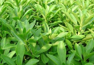 養(yǎng)心菜和救心菜一樣嗎？養(yǎng)心菜和救心菜的區(qū)別