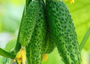 黃瓜不能和什么一起吃？黃瓜不能和什么食物一起吃