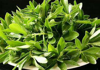 救心菜苦不苦？救心菜怎么吃不苦？