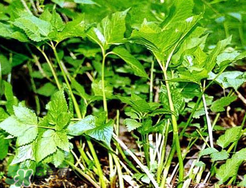 大葉芹怎么吃？大葉芹的做法？