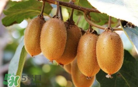 獼猴桃是什么季節(jié)的水果？獼猴桃什么時(shí)候吃最好