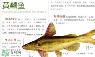 黃顙魚不能和什么一起吃？黃顙魚不能與什么同吃？