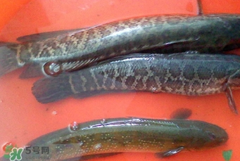 黑魚是海魚嗎？黑魚是河魚還是海魚