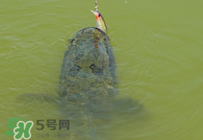 黑魚是發(fā)物嗎？黑魚是不是發(fā)物