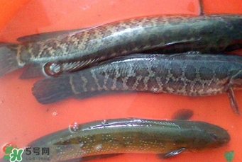 黑魚(yú)是什么魚(yú)？黑魚(yú)是鯰魚(yú)嗎