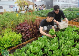六月份種什么蔬菜？六月份可以種什么蔬菜？