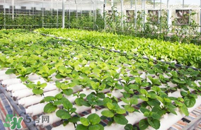 六月份種什么蔬菜？六月份可以種什么蔬菜？