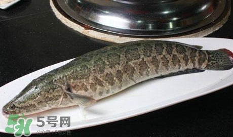 黑魚怎么做湯好喝？黑魚怎么做下奶？
