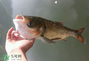 五月份能釣鰱魚嗎？五月份釣什么魚？