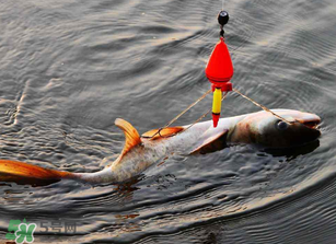 五月份能釣鰱魚嗎？五月份釣什么魚？