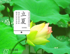 立夏吃什么水果？立夏吃什么水果好？