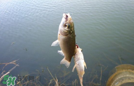 立夏好釣魚嗎？立夏怎么釣魚？