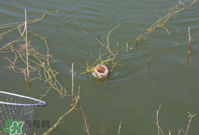 立夏好釣魚嗎？立夏怎么釣魚？