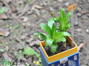 立夏種什么菜？立夏適合種什么？