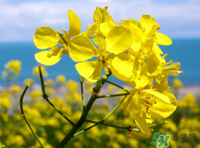 五月份還有油菜花嗎？5月份還有油菜花嗎？