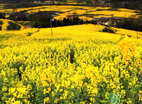 五月份還有油菜花嗎？5月份還有油菜花嗎？