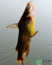 嘎魚是海魚嗎？嘎魚是什么魚