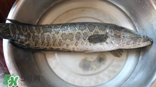 黑魚(yú)是什么魚(yú)？黑魚(yú)是鯰魚(yú)嗎