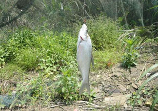 立夏好釣魚嗎？立夏怎么釣魚？