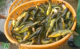 黃顙魚不能和什么一起吃？黃顙魚不能與什么同吃？