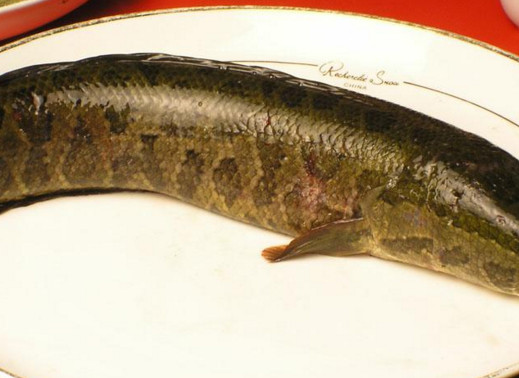 黑魚(yú)是海鮮嗎？黑魚(yú)是外來(lái)物種嗎