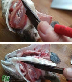 黑魚怎么切片？黑魚如何切魚片