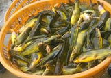 黃顙魚不能和什么一起吃？黃顙魚不能與什么同吃？