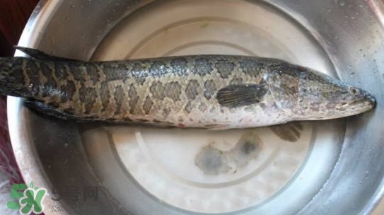 黑魚(yú)怎么抓？怎么捕捉黑魚(yú)