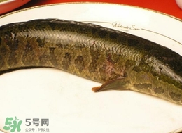 黑魚怎么做好吃？黑魚湯的做法