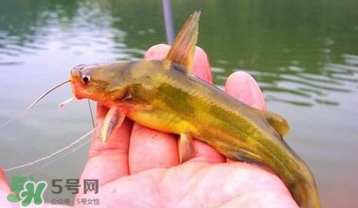 黃辣丁怎么釣？如何釣黃辣丁