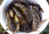 嘎魚是鯰魚嗎？嘎魚是黃辣丁嗎