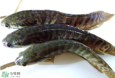 烏鱧魚多少錢一斤？烏鱧價(jià)格
