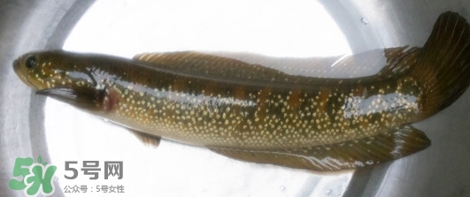 烏鱧魚多少錢一斤？烏鱧價(jià)格