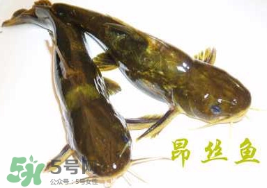 黃顙魚不能和什么一起吃？黃顙魚不能與什么同吃？