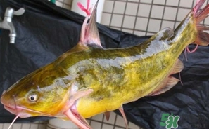 嘎魚是鯰魚嗎？嘎魚是黃辣丁嗎