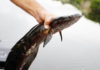 黑魚是發(fā)物嗎？黑魚是不是發(fā)物