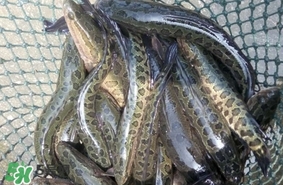 黑魚(yú)是什么魚(yú)？黑魚(yú)是鯰魚(yú)嗎