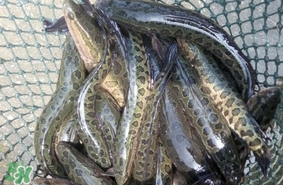 黑魚是發(fā)物嗎？黑魚是不是發(fā)物
