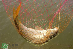 立夏怎么釣鯉魚？立夏釣鯉魚用什么餌料？
