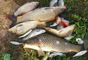 立夏怎么釣鯉魚？立夏釣鯉魚用什么餌料？