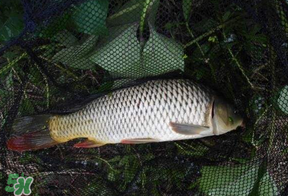 立夏怎么釣鯉魚？立夏釣鯉魚用什么餌料？