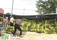 怎樣腌蒜苔容易儲存？怎樣腌蒜苔放的時間長