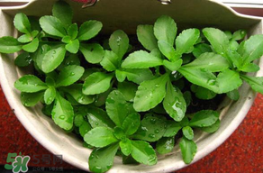 養(yǎng)心菜能生吃嗎？養(yǎng)心菜怎么吃？