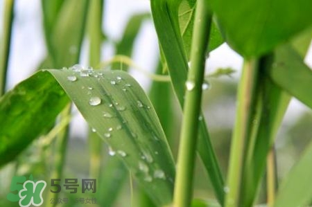 包粽子的葉子叫什么？包粽子的葉子怎么處理？