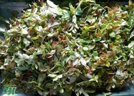 烏樹葉怎么做？烏樹葉怎么做好吃又簡單？